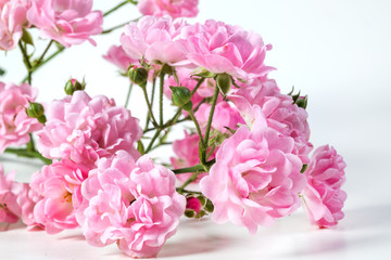 Fototapeta premium Beautiful rose flowers bunch isolated on white background. The Fairy.