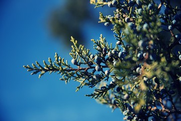 Close up on pine tree branch with small blue berries 
