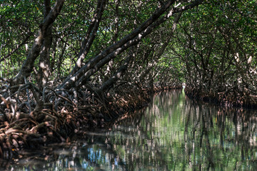 Mangrove Tunnels, Honduras