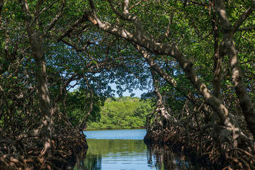 Mangrove Tunnels, Honduras