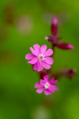 Fototapeta na wymiar Top view on the Red Campion flower and buds