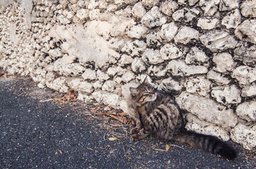 scratching cat in caribbean