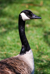 Portrait of a Canadian Goose against green grass with head held high