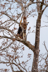 Ein Ameisenbär steht auf einem Ast und schaut herunter