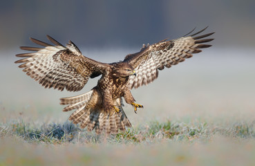 Common buzzard (Buteo buteo) in flight
