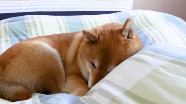 pet dog, shiba inu, sleeping and glancing
