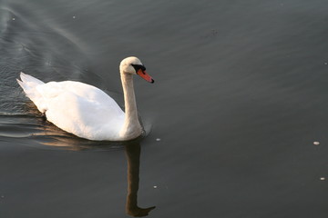 swan swimming through water