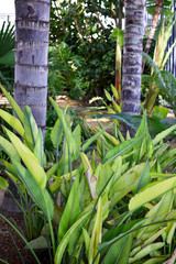 Obraz premium trees and bushes in the park garden