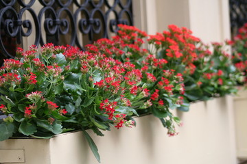 Fototapeta na wymiar red flowers in window box