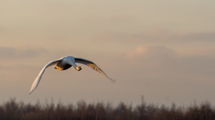 Mute Swan in Full flight at Sunset