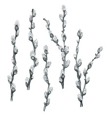 Pencil drawn pussy willow illustration isolated on white background. Spring illustration. Easter draw. 