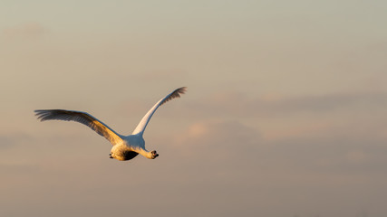 Mute Swan in Full flight at Sunset