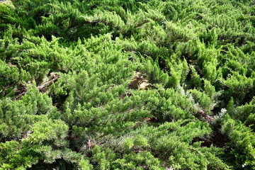 trees and bushes in the park garden