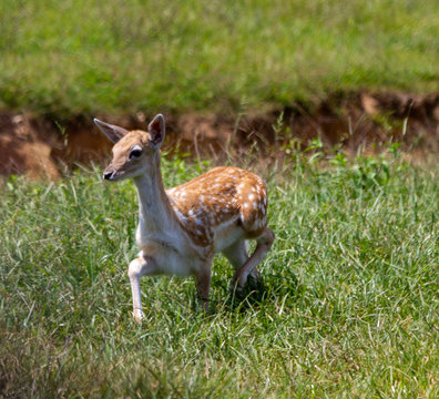 Small Deer Running © Kristen