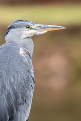 Close Up Portrait Grey Heron