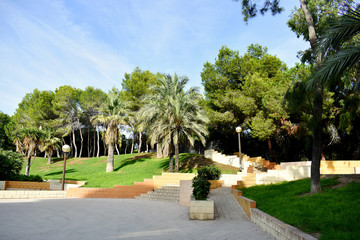 pines tree in the Reina Sofia Dunes park of Guardamar del Segura beach, Alicante. Spain. Europe.
