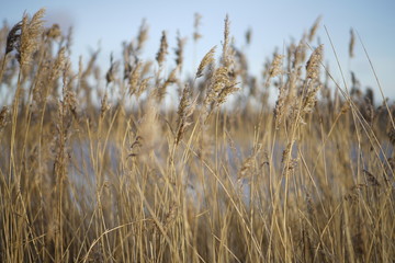 ears of wheat blowing in the wind  poster explainer YouTube background 