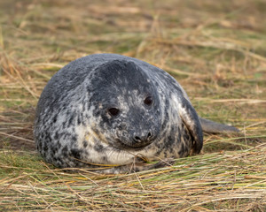 Newborn Grey Seal Resting on Grassy Sand Dunes