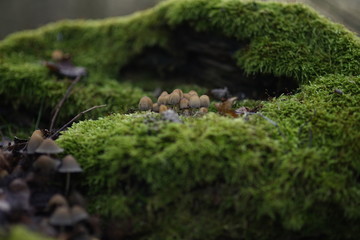 Amazing mushrooms green moss on a tree  poster explainer YouTube background 
