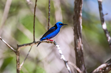 Red legged Honeycreeper  photographed in Domingos Martins, Espirito Santo. Southeast of Brazil. Atlantic Forest Biome. Picture made in 2014.