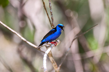 Red legged Honeycreeper  photographed in Domingos Martins, Espirito Santo. Southeast of Brazil. Atlantic Forest Biome. Picture made in 2014.