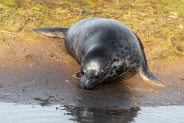 Newborn Grey Seal Resting on Grassy Sand Dunes