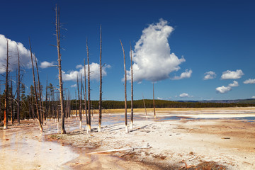 Dead trees in Fountain Paint Pot is a mud pot located in Lower Geyser Basin in Yellowstone National Park, Wyoming