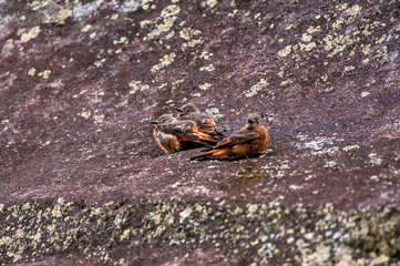 Cliff Flycatcher photographed in Pedra Azul, Espirito Santo. Southeast of Brazil. Atlantic Forest Biome. Picture made in 2014.