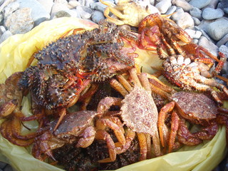 many crabs in a package on the shore