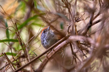 Rufous capped Spinetail photographed in Pedra Azul, Espirito Santo. Southeast of Brazil. Atlantic Forest Biome. Picture made in 2014.