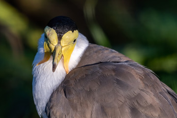 Close up of a Masked Lapwing	