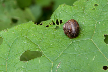 Gastropoda  улитка на зеленом листе лопуха который она съела.