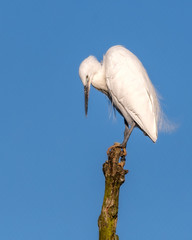 White Egret Perched on a Dead Branch