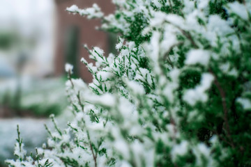 Fresh Snow On Christmas Holiday Tree Up Close Background