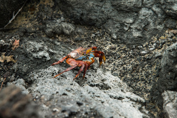 Galapagos Islands Wildlife Landscapes
