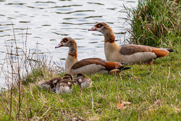 Nilgans