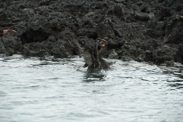 Galapagos Islands Wildlife Landscapes