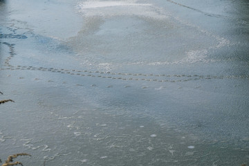 The surface of the lake is frozen. The first ice. Traces of wild ducks on ice.
