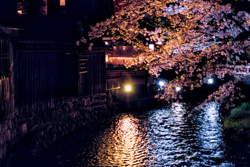 Kyoto, Japan Gion with cherry sakura trees in spring with flowers in park and lantern lamp illuminated reflection in dark black night evening