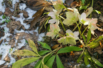 A flower Helleborus bush in a garden that blooms in winter for Christmas.