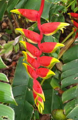 Hanging lobster claws or heliconia flower of Hawaii
