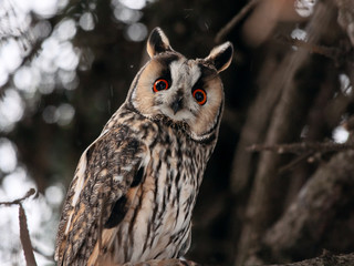 Long-eared owl asio otus sitting on fir tree. Cute beautiful nocturnal raptor bird in wildlife.