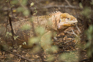 Galapagos Islands Wildlife Landscapes