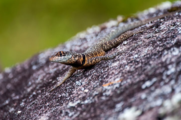 Amazon lava lizard photographed in Pedra Azul, Espirito Santo. Southeast of Brazil. Atlantic Forest Biome. Picture made in 2014.