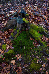 root of cut tree in forest on wet leaves