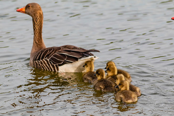 Kanadagans mit Küken