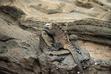 Galapagos Islands Wildlife Landscapes