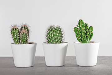 three cacti in white pots, home plant, grow and water the plant, scratchy friend,