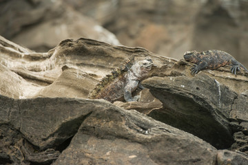 Galapagos Islands Wildlife Landscapes