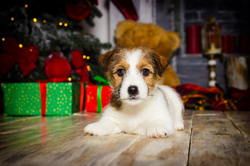 new year puppy jack russell on christmas background